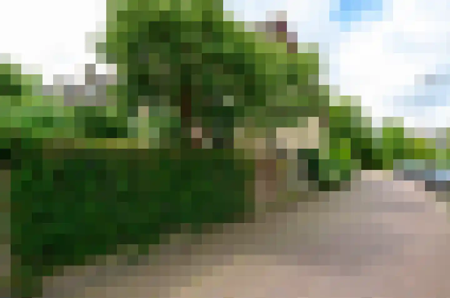 Dotterbloem 17 Leiden thumbnail 5