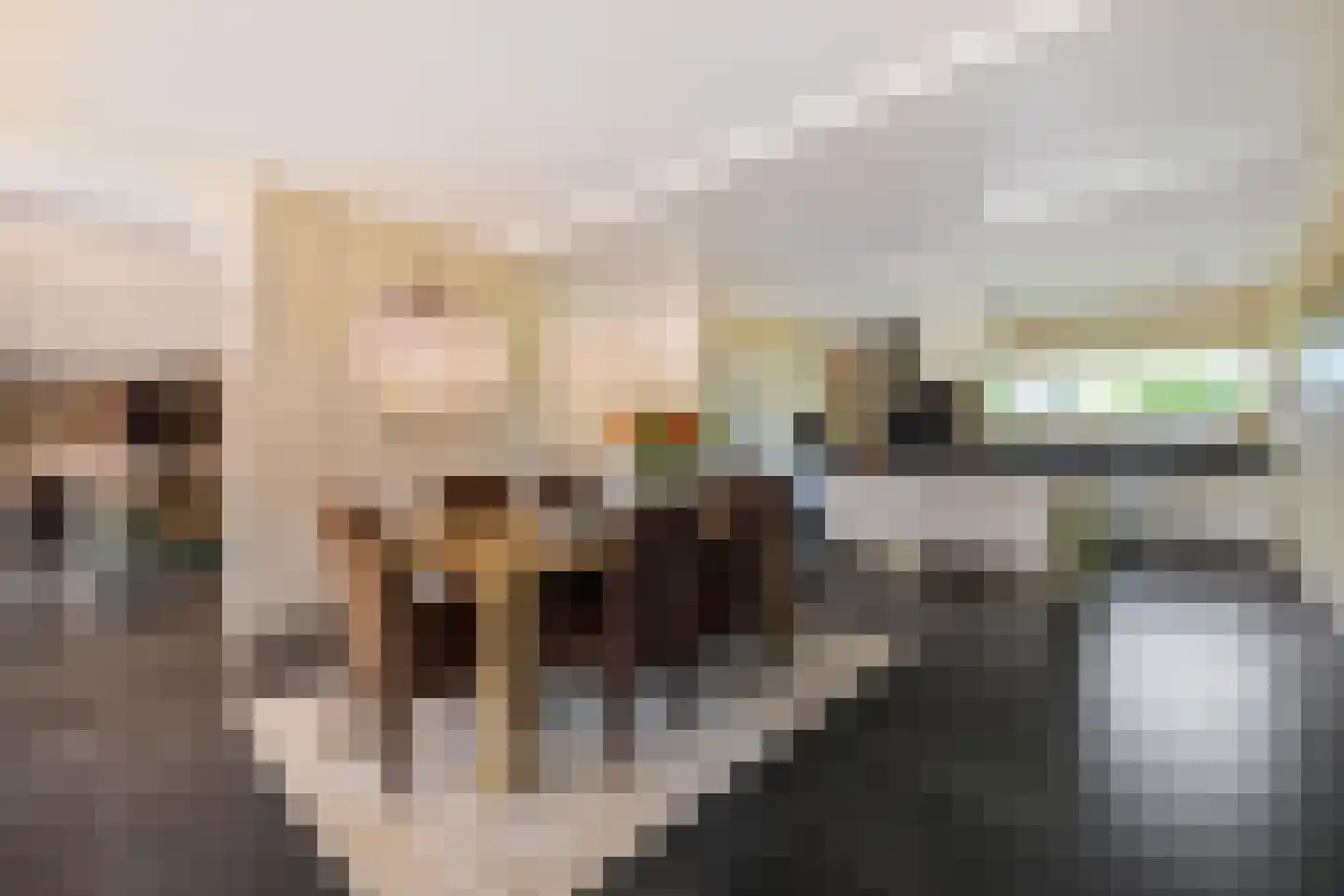 Dotterbloem 2 Leek thumbnail 16