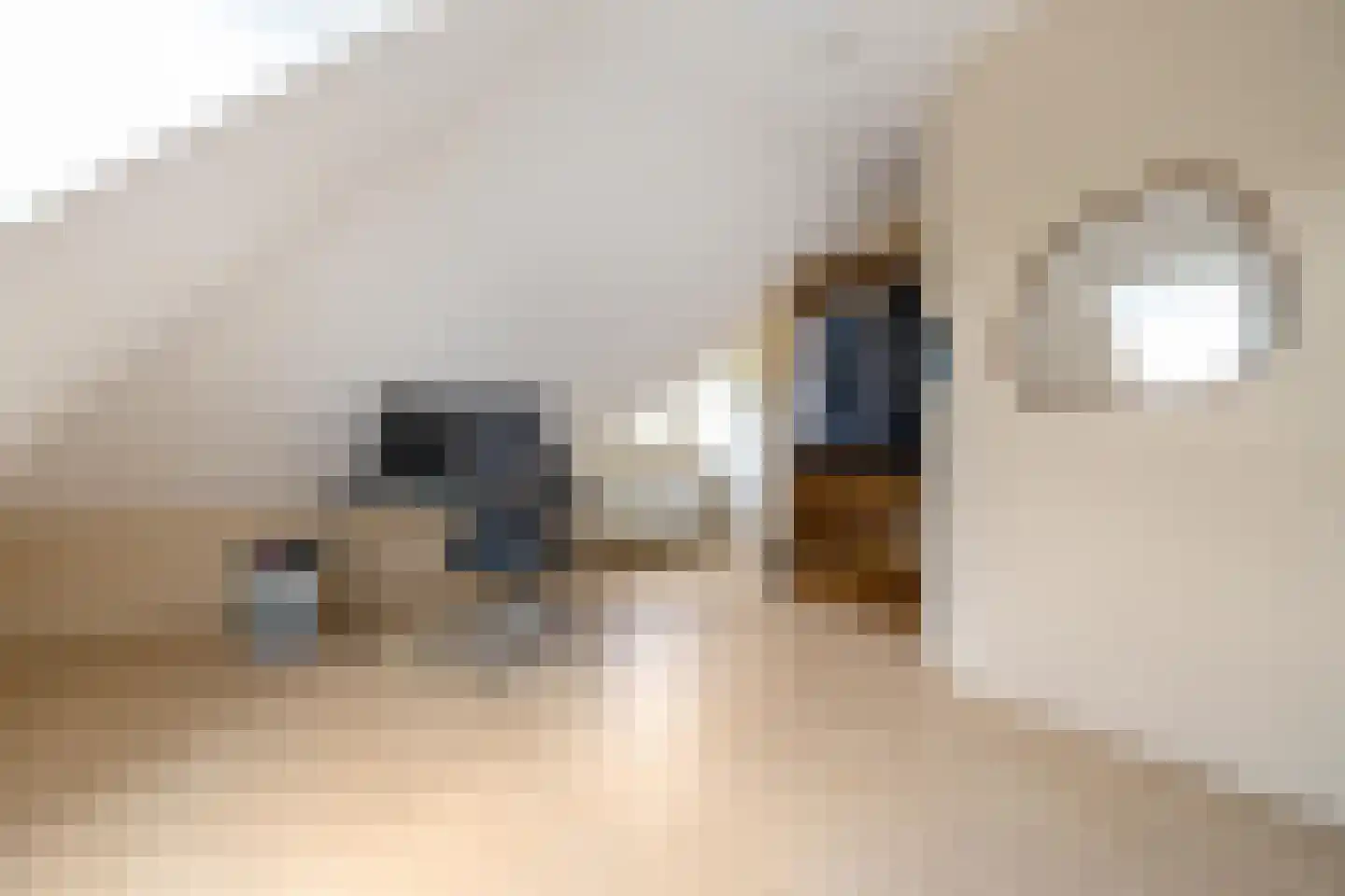 Dotterbloem 2 Leek thumbnail 27