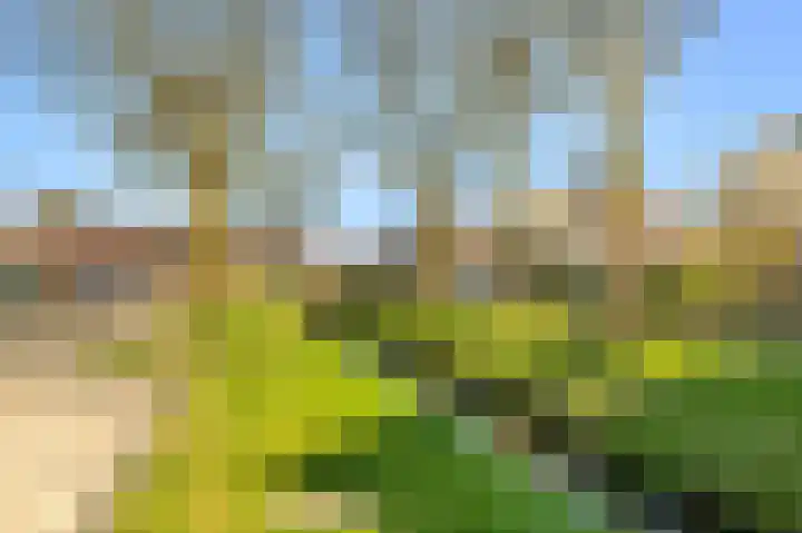 Dotterbloem 2 Uitgeest thumbnail 30