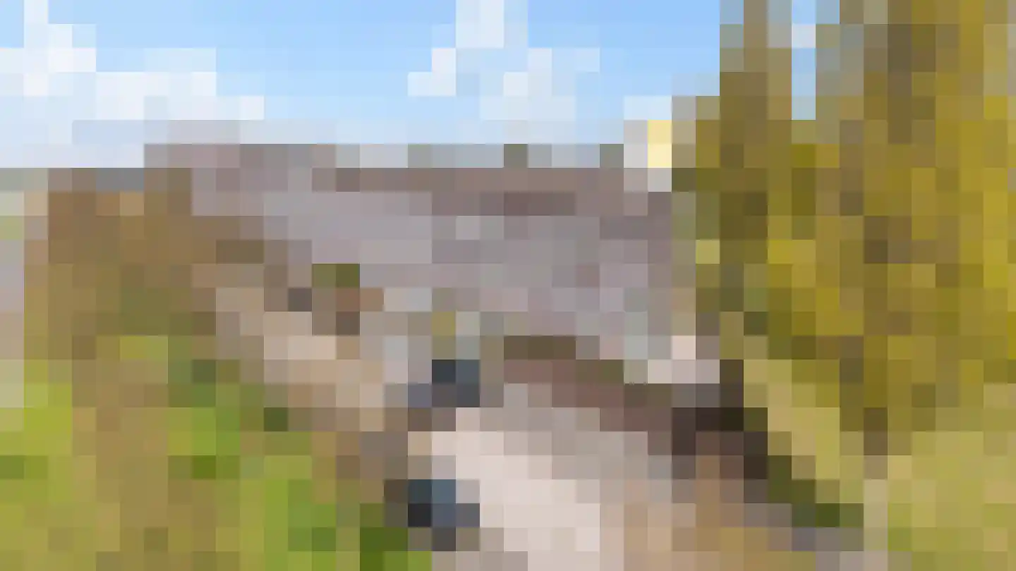 Dotterbloem 24 Zwolle thumbnail 36