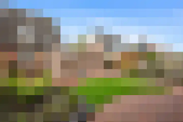 Dotterbloem 33 Scheemda thumbnail 27