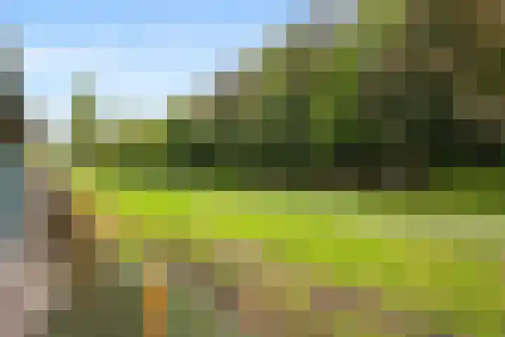 Dotterbloem 33 Scheemda thumbnail 28