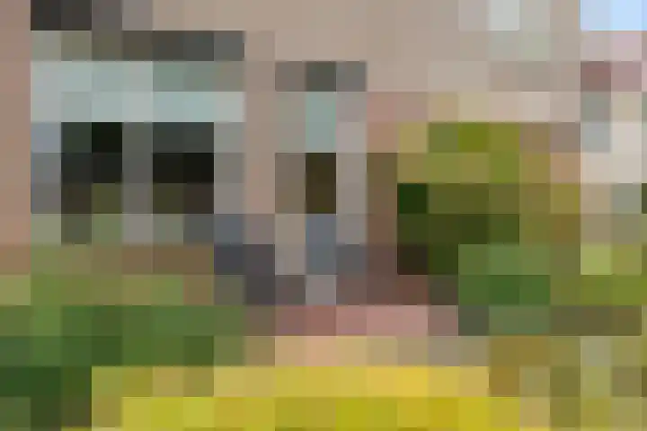 Dotterbloem 33 Scheemda thumbnail 32