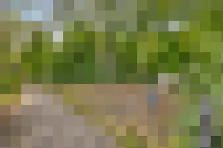 Dotterbloem 52 Purmerend thumbnail 30