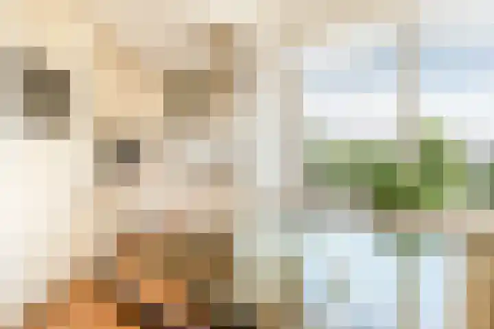 Dotterbloem 6 Velserbroek thumbnail 20