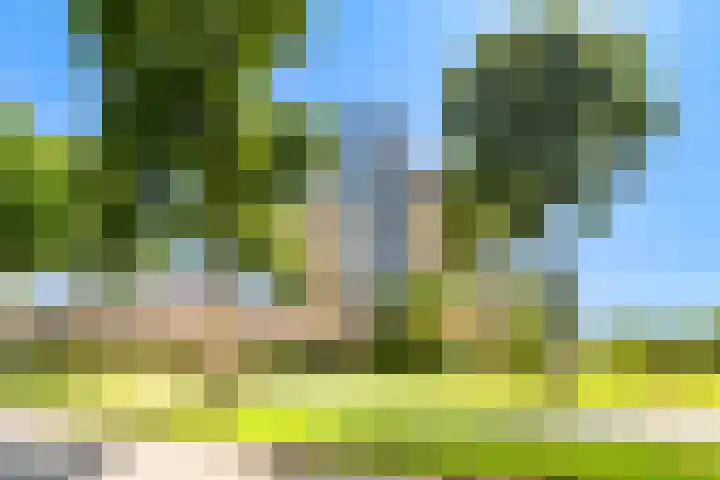 Dotterbloem 6 Velserbroek thumbnail 9