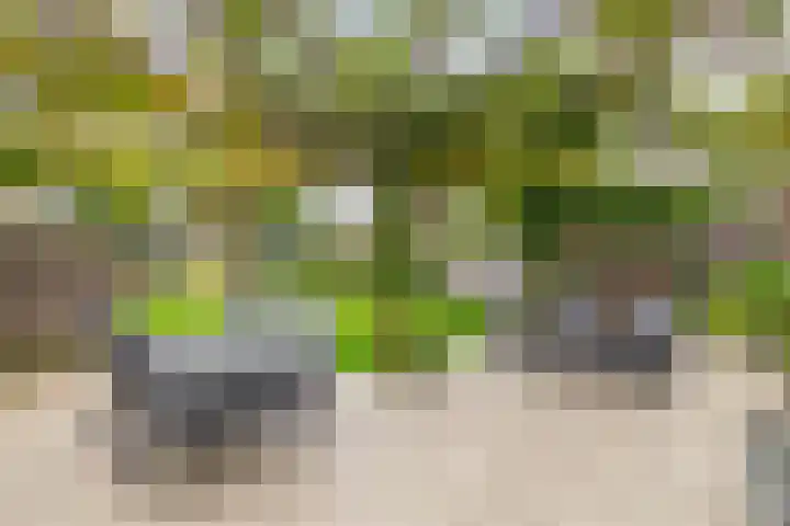 Dotterbloemdreef 17 Harderwijk thumbnail 26