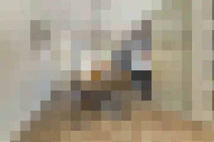 Dotterbloemdreef 18 Harderwijk thumbnail 24