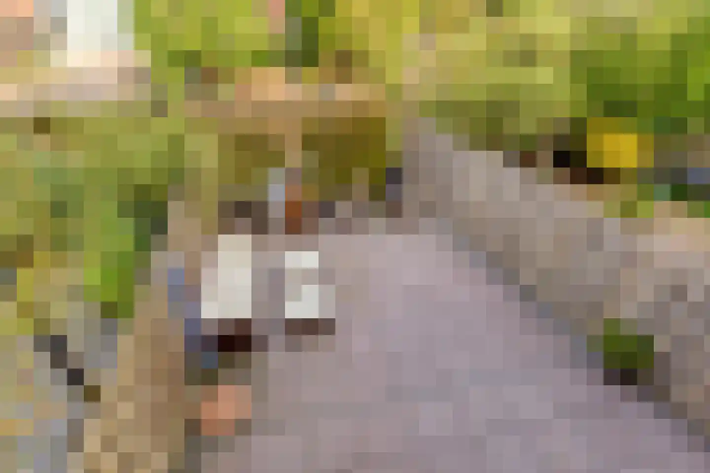 Dotterbloemeiland 20 Rijswijk thumbnail 55