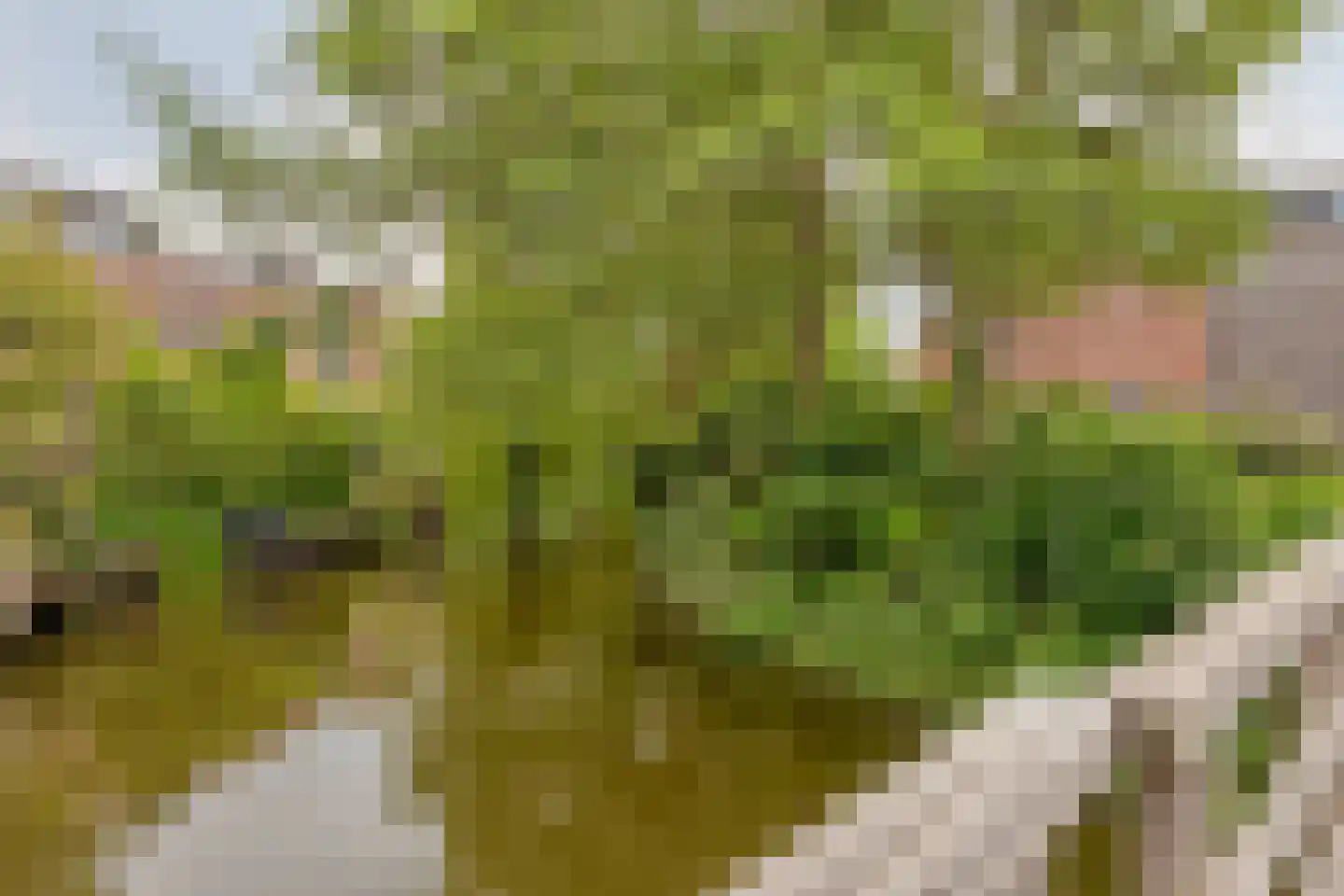 Dotterbloemeiland 20 Rijswijk thumbnail 57