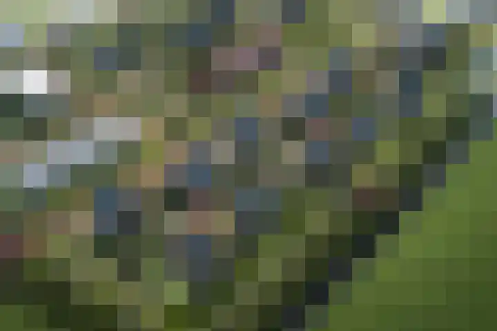 Dotterbloemerf 8 Hoef en Haag thumbnail 4