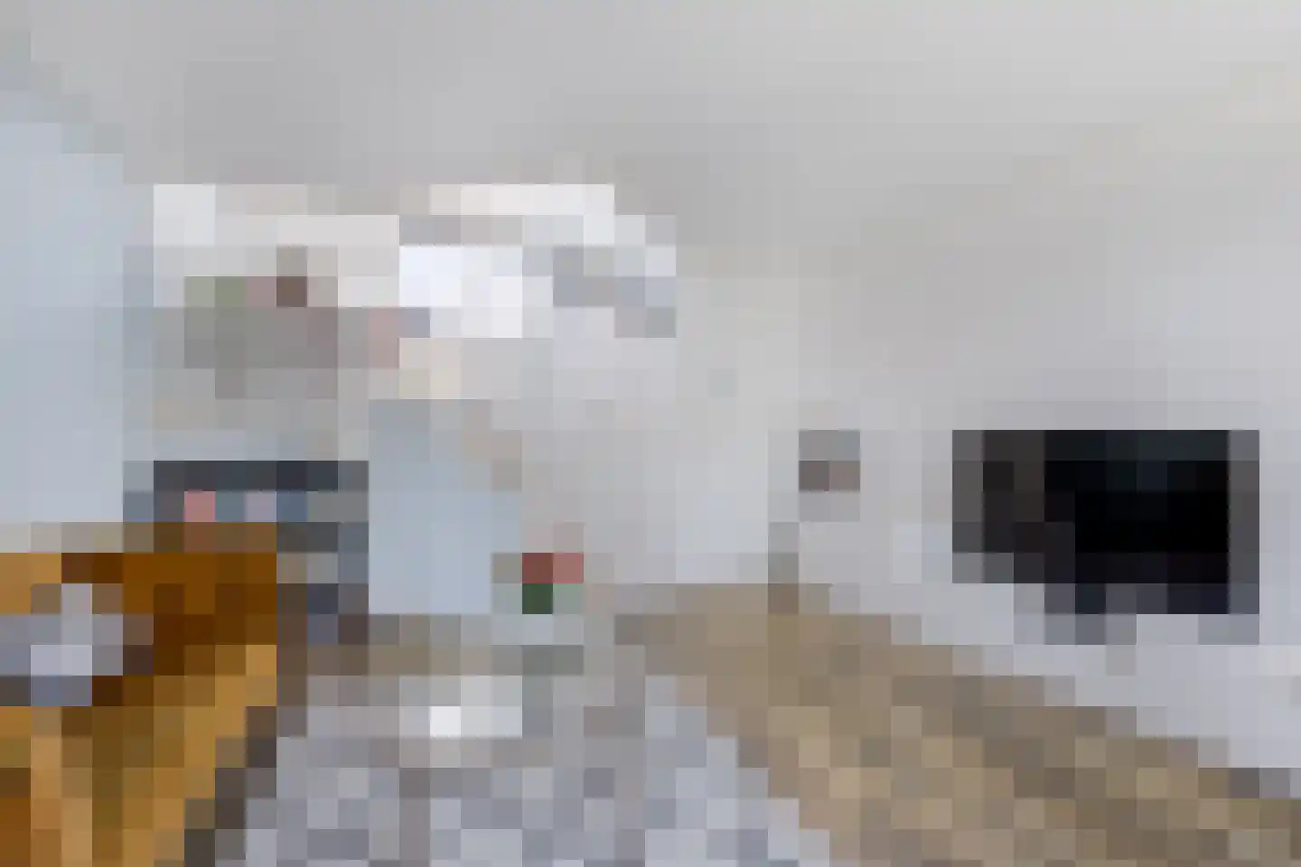 Dotterbloemkreek 36 Leiderdorp thumbnail 6