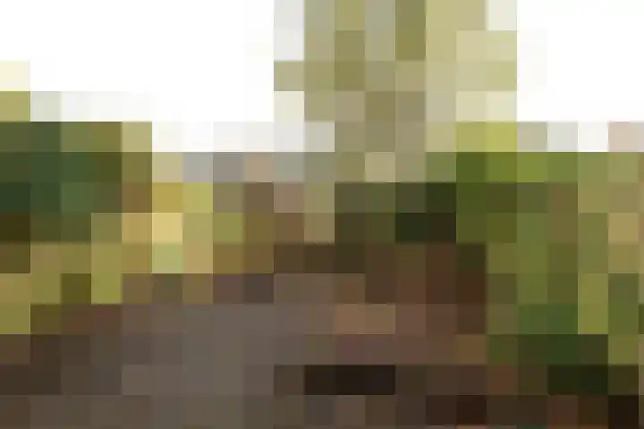 Dotterbloemlaan 35 Baarn thumbnail 24