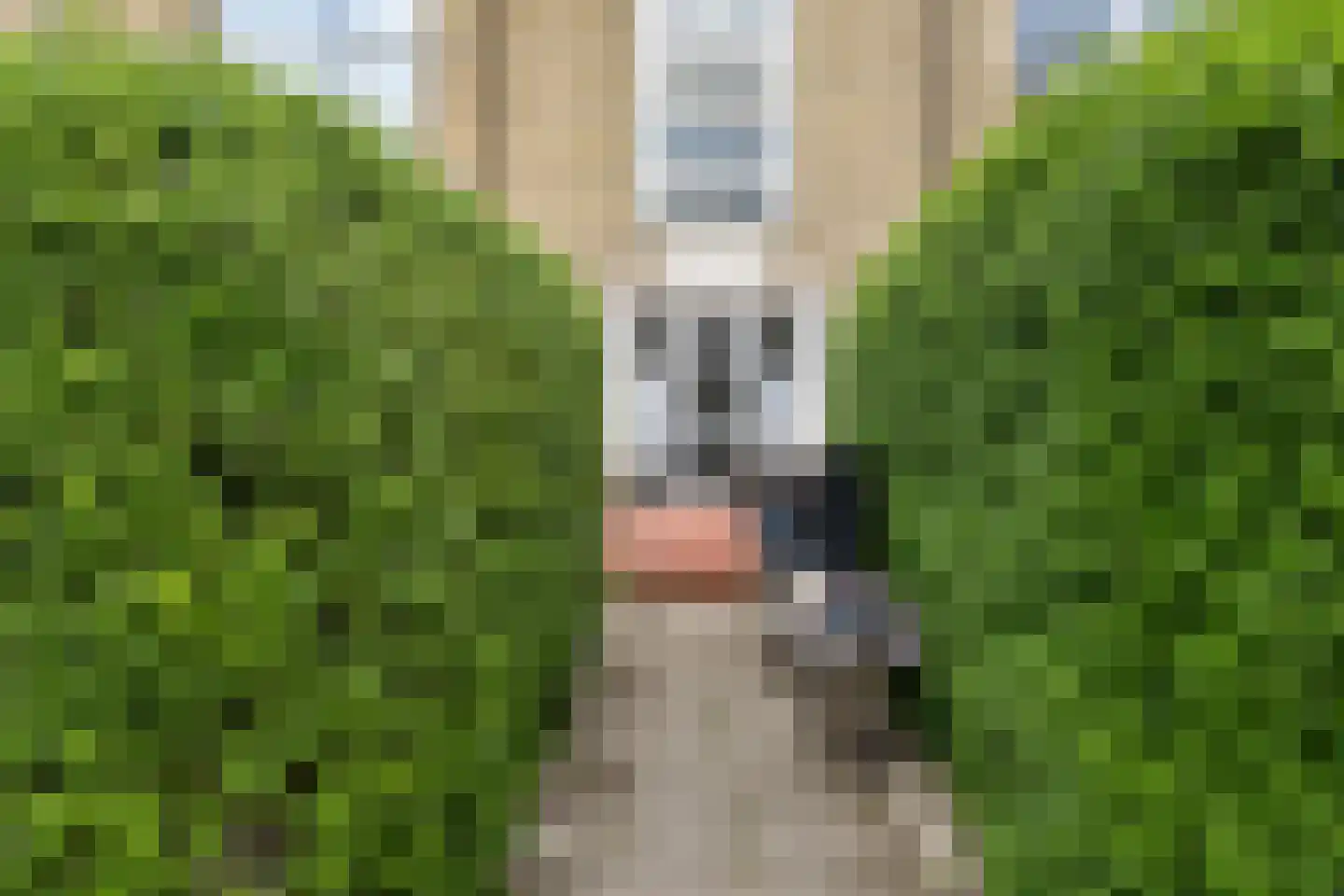 Dotterbloemlaan 83 Den Haag thumbnail 5