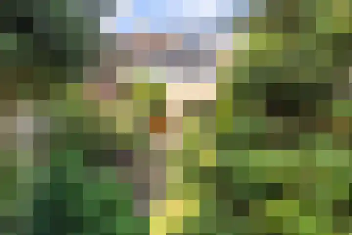 Dotterbloemstraat 15 Nieuwegein thumbnail 22