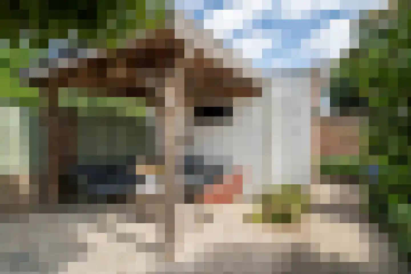 Dotterbloemstraat 20 Reuver thumbnail 24