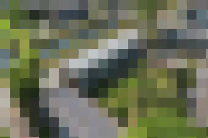 Douwelerwetering 85 Deventer thumbnail 30