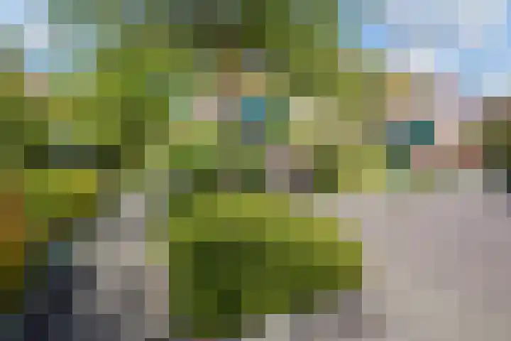 Dovenetel 19 Naaldwijk thumbnail 42
