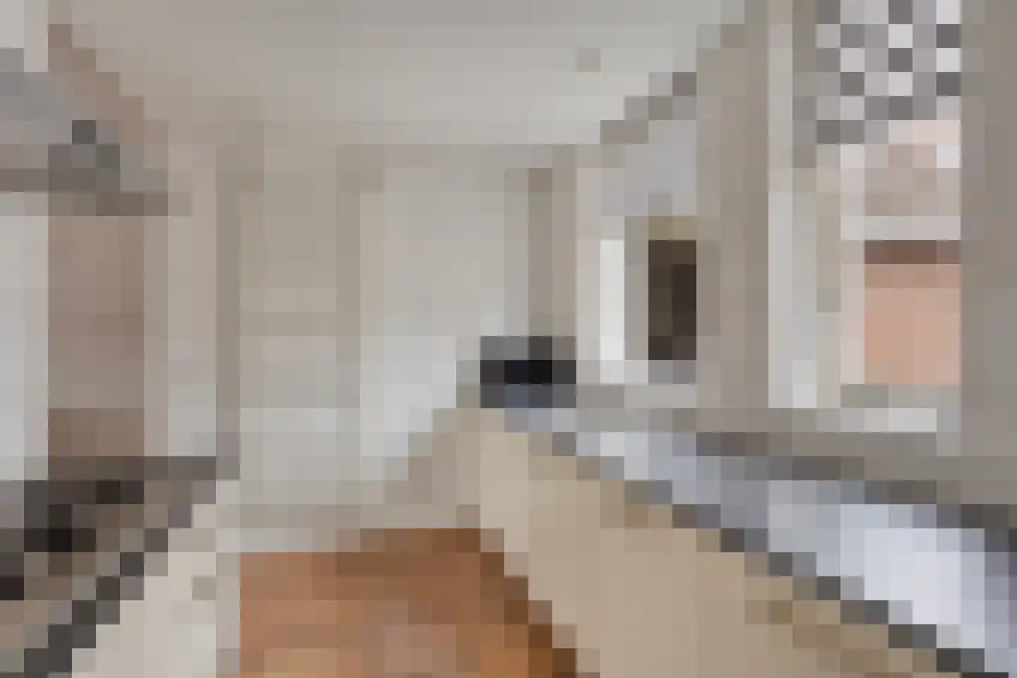Dovenetel 2 Zwaag thumbnail 14