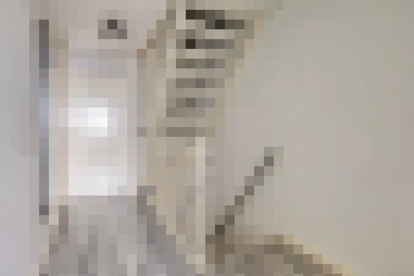Dovenetel 2 Zwaag thumbnail 17