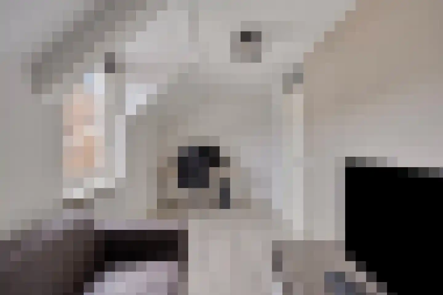 Dovenetel 2 Zwaag thumbnail 23