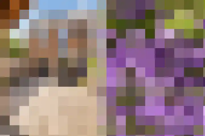 Dovenetel 46 Zwaag thumbnail 48