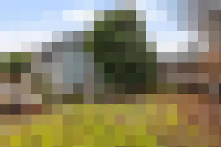Dovenetel 52 B Apeldoorn thumbnail 22
