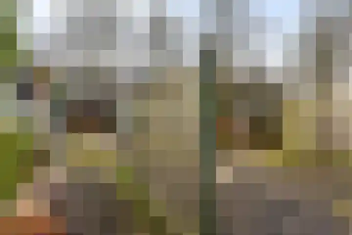 Dovenetel 52 B Apeldoorn thumbnail 26