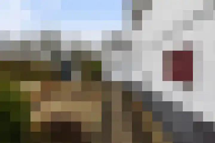 Dovenetel 52 B Apeldoorn thumbnail 5