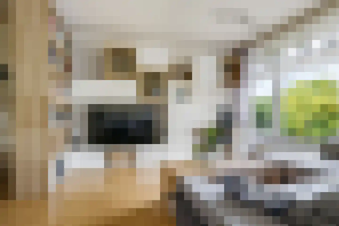 Dovenetellaan 29 Arnhem thumbnail 12