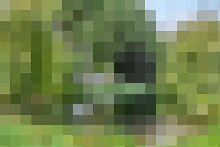 Dovenetellaan 39 Arnhem thumbnail 28