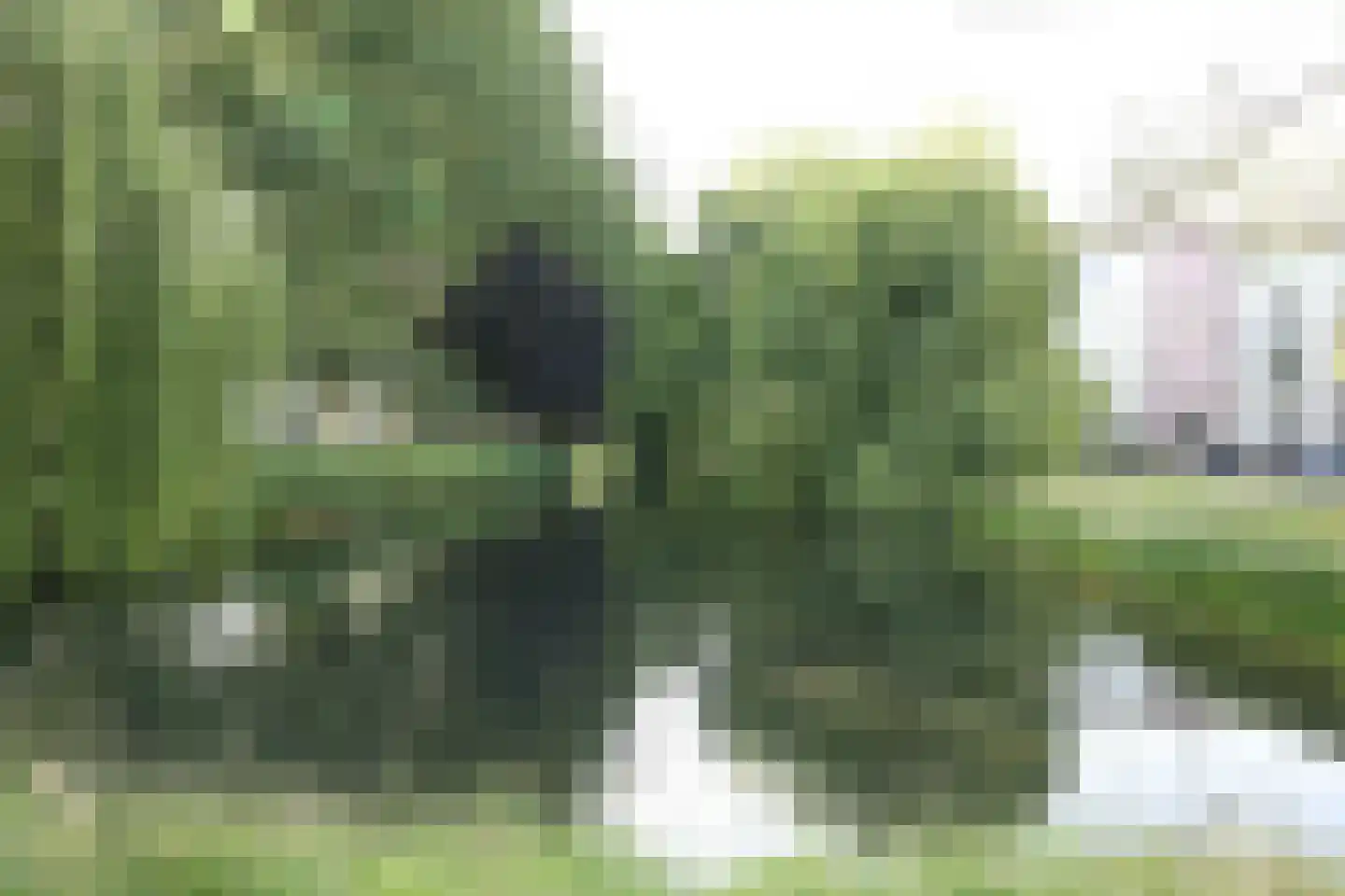 Dovenetellaan 51 Arnhem thumbnail 33