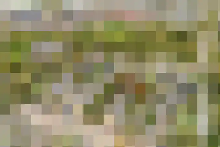 Doys van der Doesstraat 37 De Lier thumbnail 32