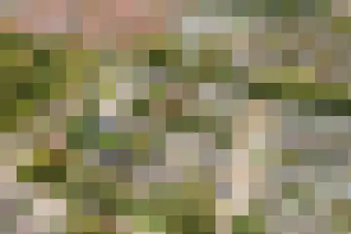 Doys van der Doesstraat 37 De Lier thumbnail 33