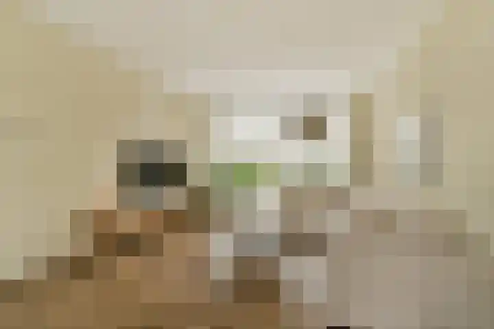 Doys van der Doesstraat 37 De Lier thumbnail 8