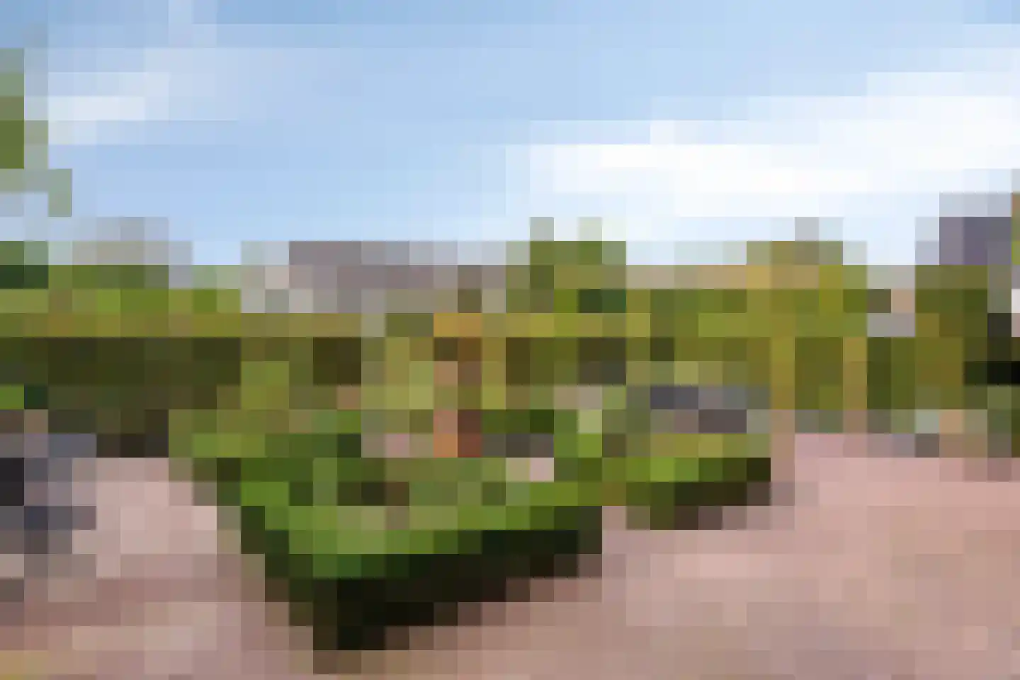 Dr. A.R. Holplein 8 Ingen thumbnail 50
