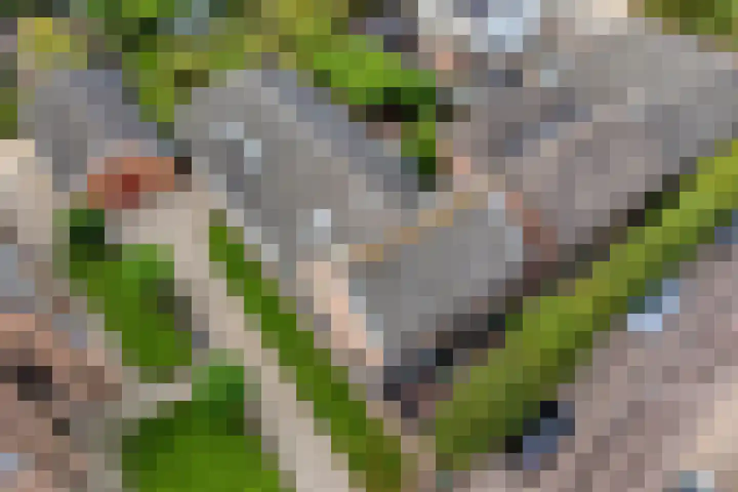 Dr. A.R. Holplein 8 Ingen thumbnail 69