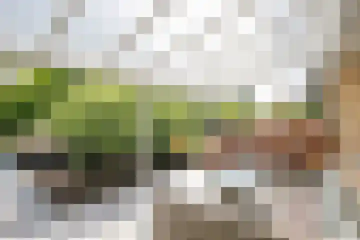 Dr Albert Schweitzerstraat 13 Bergambacht thumbnail 38