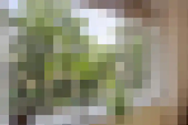 Dr Augustijnlaan 51 Rijswijk thumbnail 20