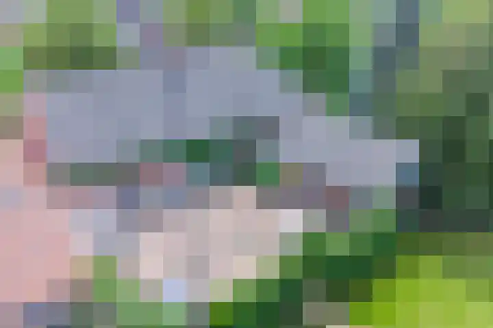 Dr.Biermansstraat 24 Herkenbosch thumbnail 50