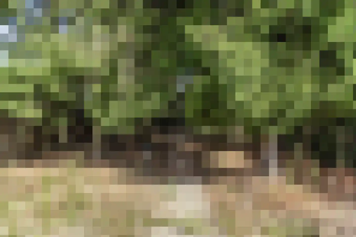 Dr.Biermansstraat 6 Herkenbosch thumbnail 38