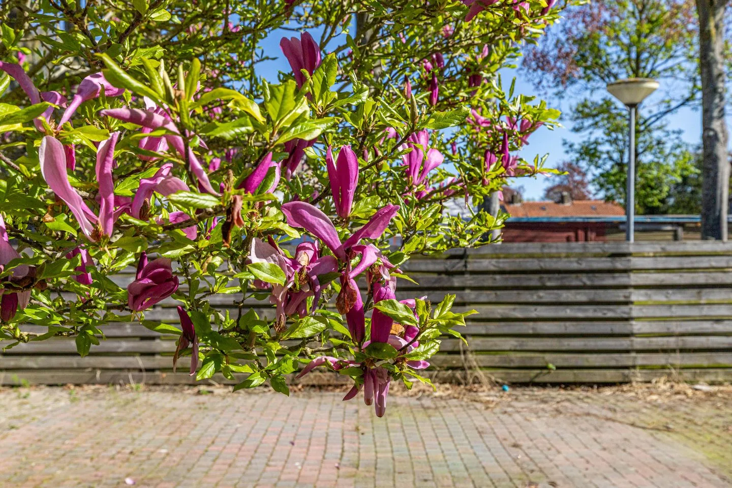 Dr. Bosstraat 35 Veendam thumbnail 38