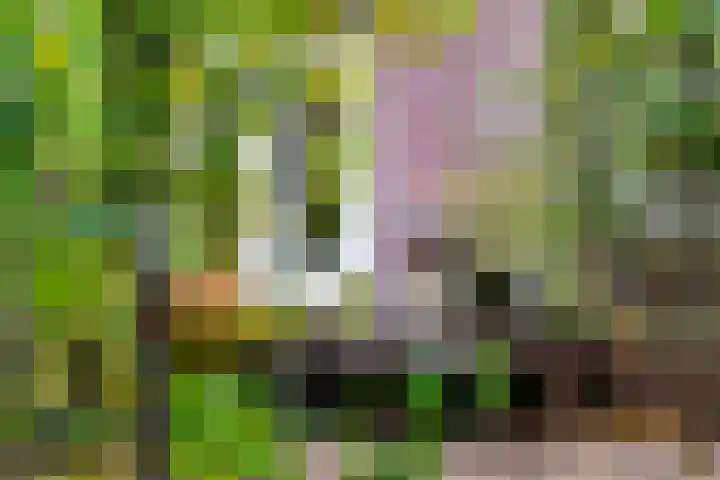 Dr. C.W.H. van Raaltenpark 20 Zaandam thumbnail 38