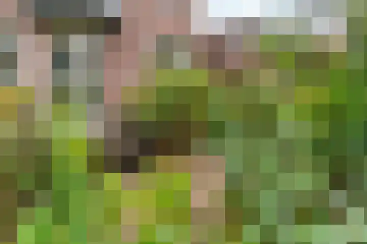 Dr. C.W.H. van Raaltenpark 20 Zaandam thumbnail 41