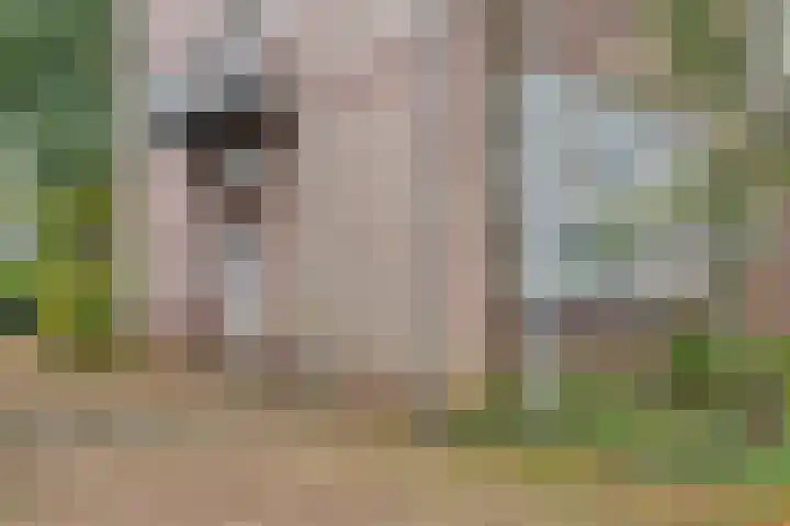 Dr. C.W.H. van Raaltenpark 20 Zaandam thumbnail 50