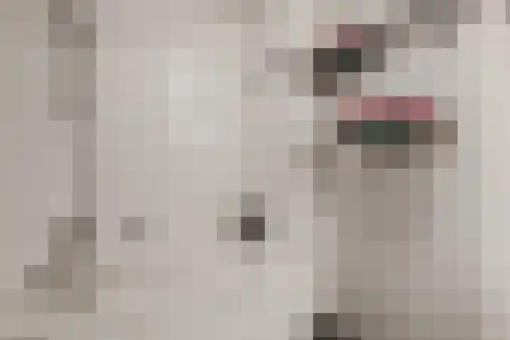 Dr. F.W. Klaarenbeeksingel 4 Hoevelaken thumbnail 20