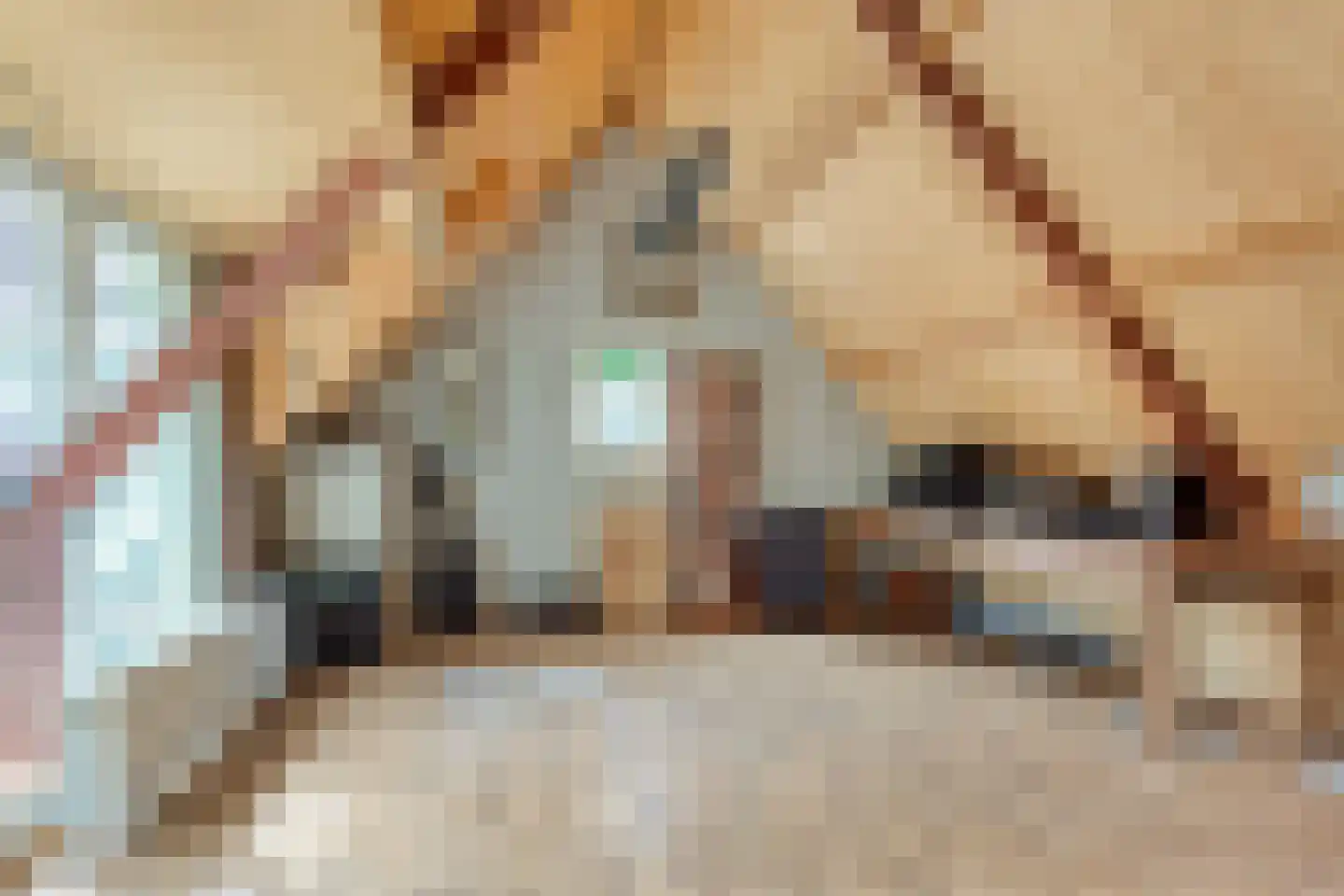 Dr. Kortmannweg 16 Venray thumbnail 52
