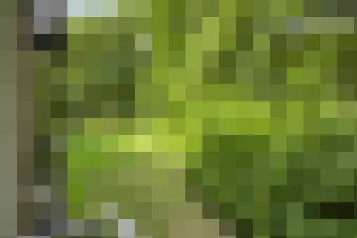 Dr. Nolenslaan 82 Sittard thumbnail 16