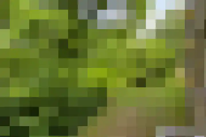 Dr. Nolenslaan 82 Sittard thumbnail 17